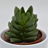 Crassula Benjamin - 8,5cm