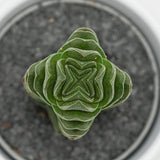 Crassula Buddha´s Temple - 6cm