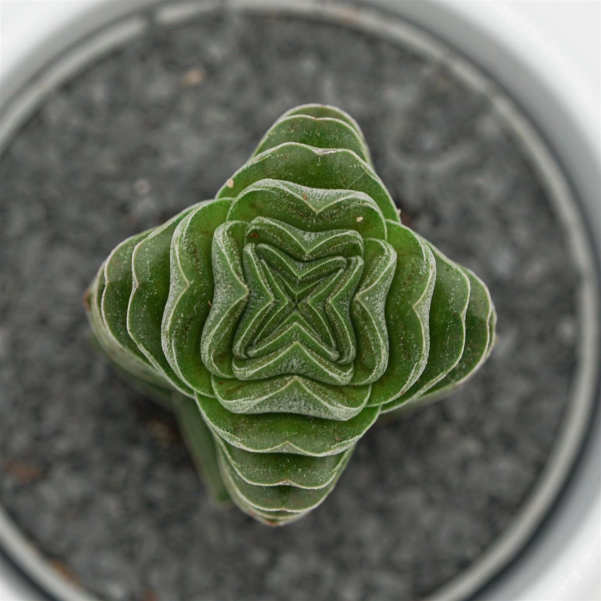 Crassula Buddha´s Temple - 6cm