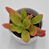 Crassula capitella Campfire - 5,5cm