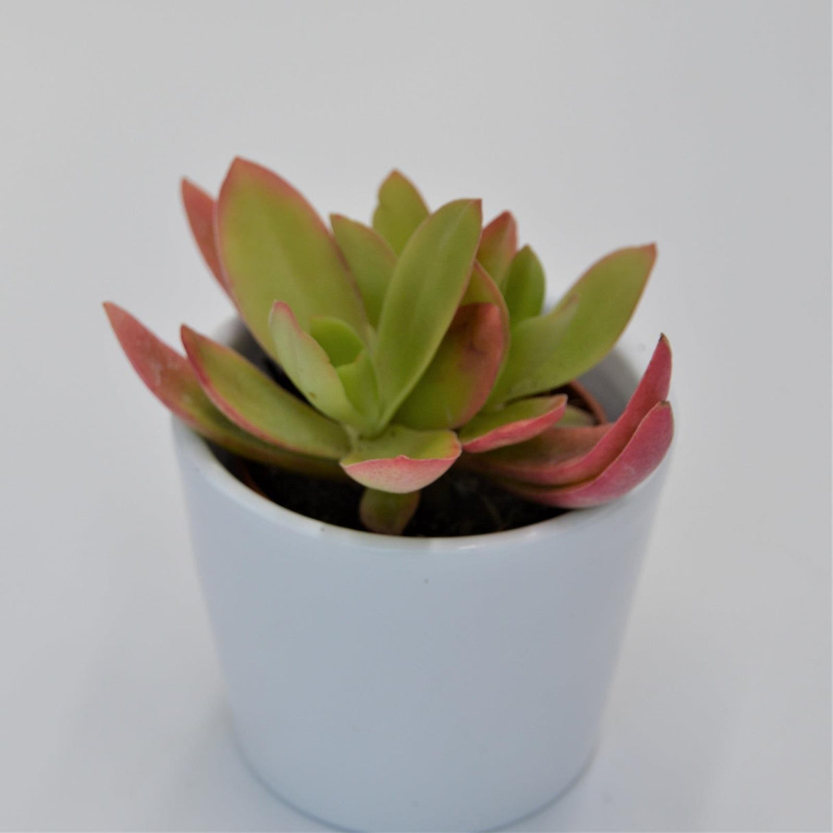 Crassula capitella Campfire - 5,5cm