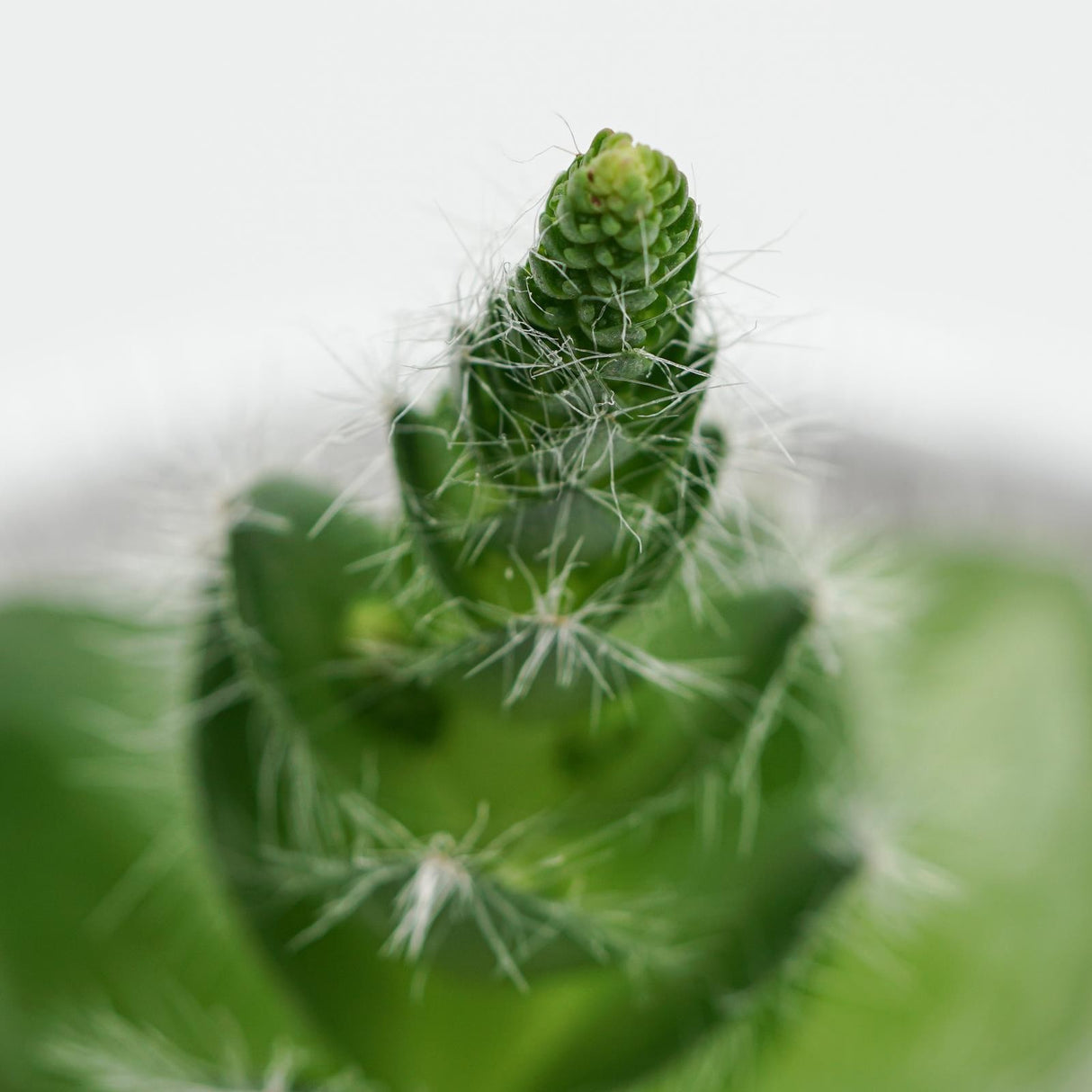 Crassula capitella v. setosa - 8,5cm