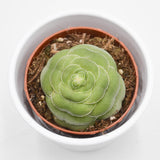 Crassula capitella v. turrita - 8,5cm