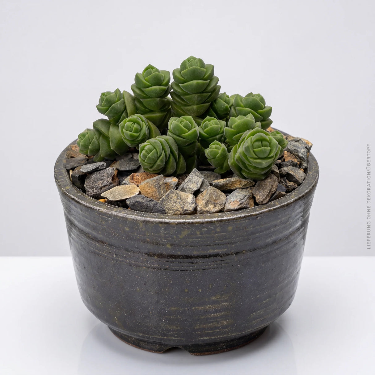 Crassula columella - 8,5cm