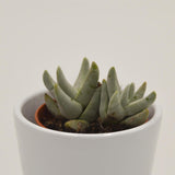 Crassula cornuta - 5,5cm