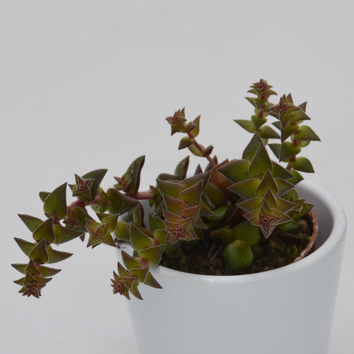 Crassula corymbulosa - 5,5cm