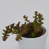 Crassula corymbulosa - 5,5cm
