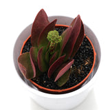 Crassula cotelydonis Verde - 8,5cm