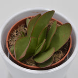 Crassula cotelydonis Verde - 8,5cm