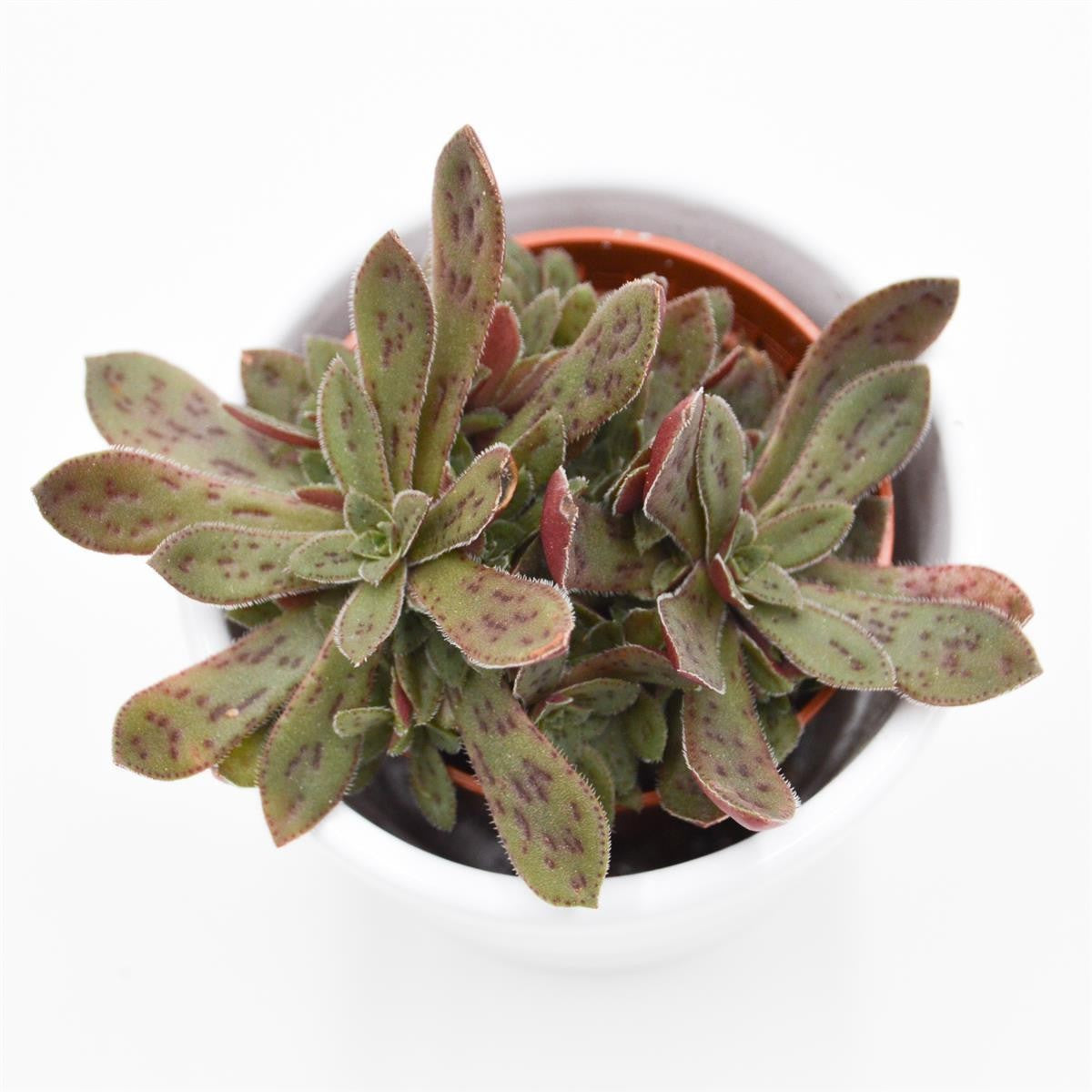 Crassula exilis subsp. picturata - 5,5cm