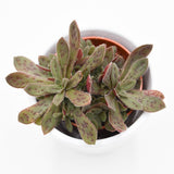 Crassula exilis subsp. picturata - 5,5cm