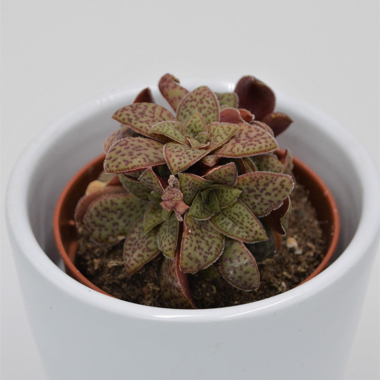 Crassula exilis subsp. picturata - 5,5cm