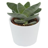 Ciao Crassula, 5 Stück