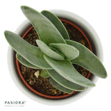 Crassula falcata - 6cm