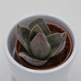 Crassula Garnet Lotus - 5,5cm