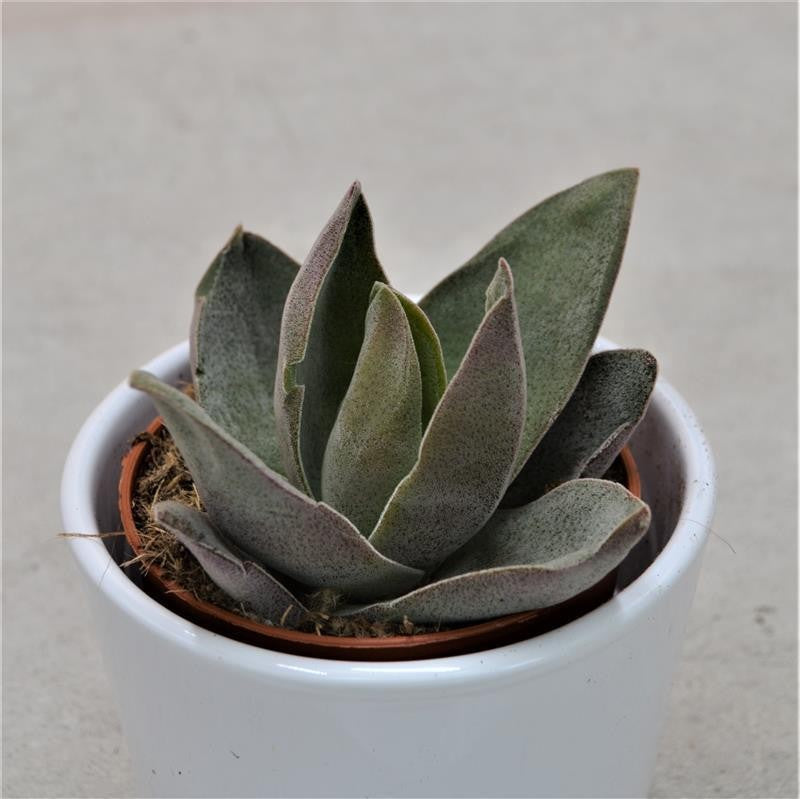 Crassula Garnet Lotus - 8,5cm