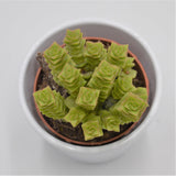 Crassula Green Pagoda - 8,5cm