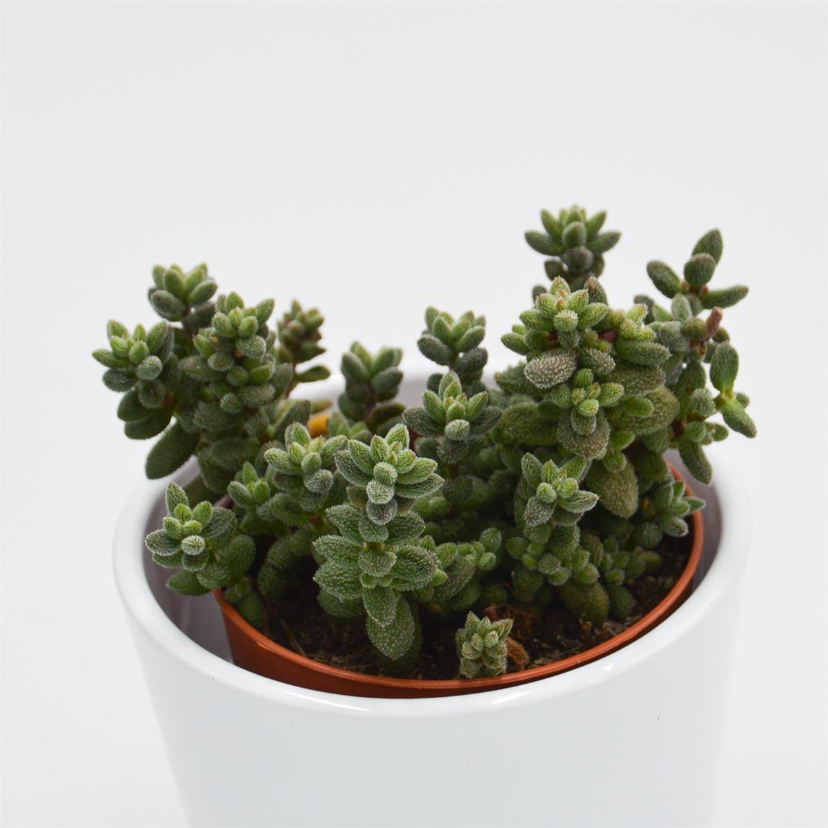 Crassula hirtipes - 8,5cm