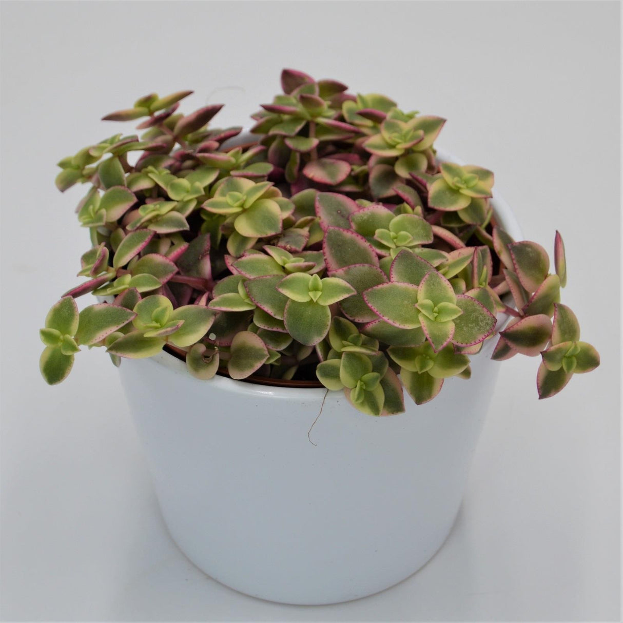 Crassula pellucida ssp. marginalis - 12cm