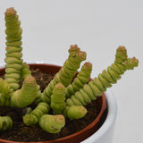 Crassula rupestis subsp. marnieriana Mini - 8,5cm