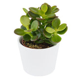 Ciao Crassula, 5 Stück