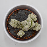 Crassula Moonstone - 8,5cm