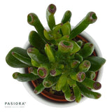 Crassula Coral - 6cm