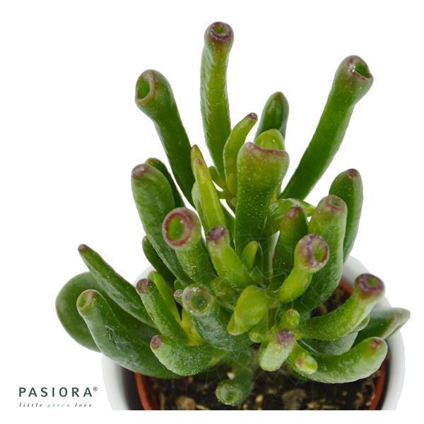 Ciao Crassula, 3 Stück