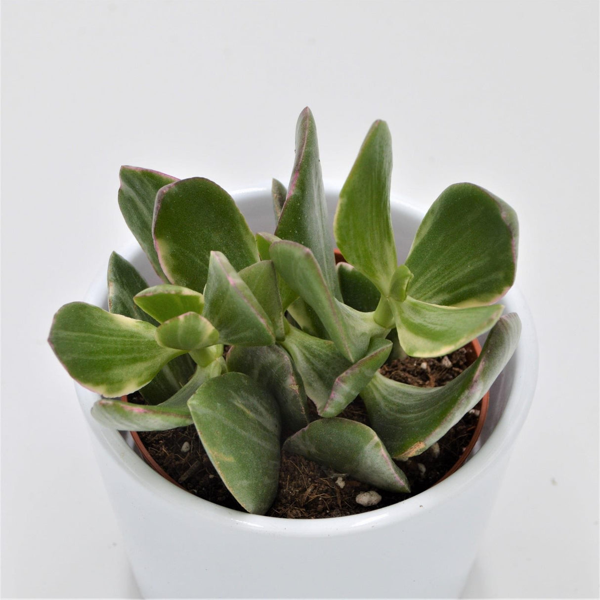 Crassula ovata f. variegata - 8,5cm