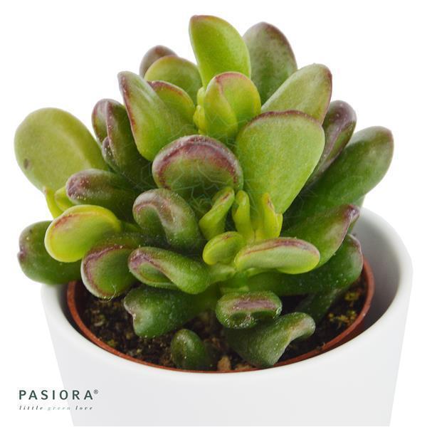 Crassula ovata Gandalf - 6cm