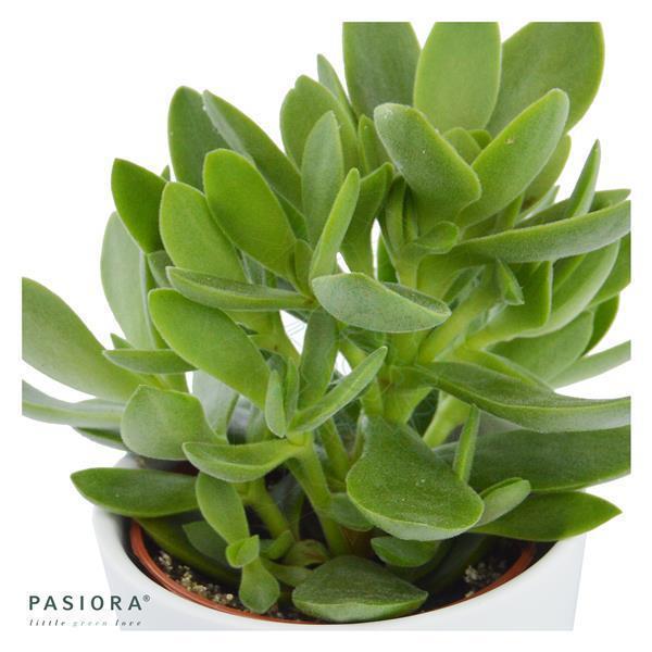 Crassula Money Maker - 6cm