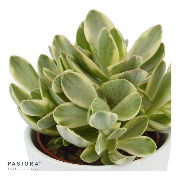 crassula money maker variegata Crassula Money Maker Variegata Ø6cm