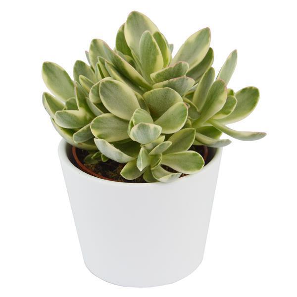 Crassula Money Maker Variegata - 6cm