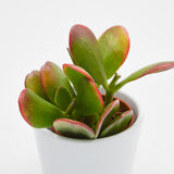 Crassula ovata Sunset  - 5,5cm