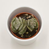 Crassula Pangolin - 5,5cm