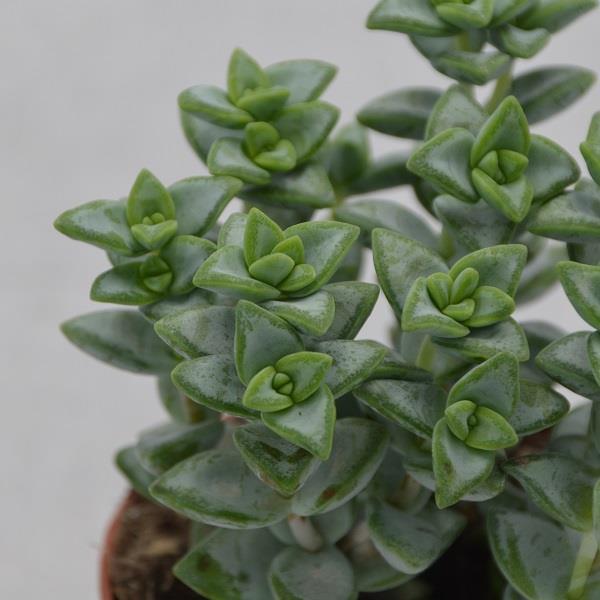 Crassula perforata Azul - 8,5cm