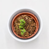 Crassula pyramidalis - 5,5cm