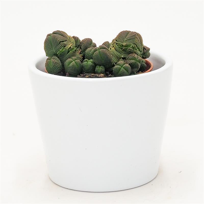 Crassula pyramidalis compactum - 5,5cm