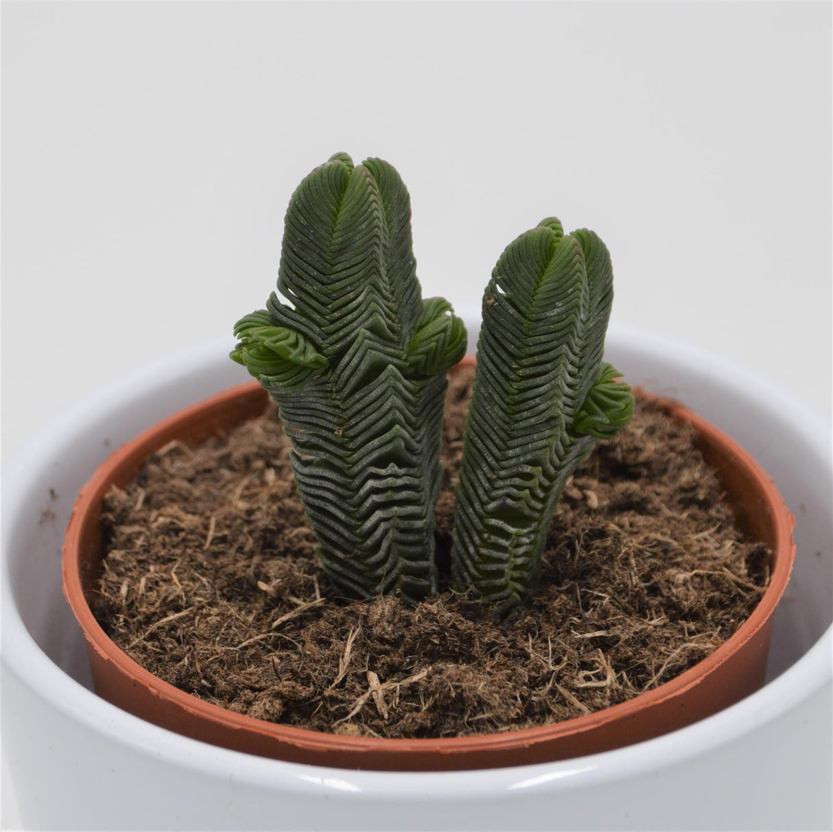 Crassula pyramidalis - 8,5cm