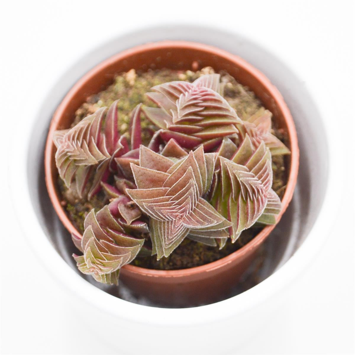 Crassula capitella Rubra - 5,5cm