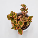 Crassula sarmentosa f. variegata - 5,5cm