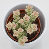 Crassula Tom Thumb f. variegata - 5,5cm