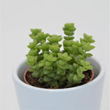 Crassula Tom Thumb - 5,5cm