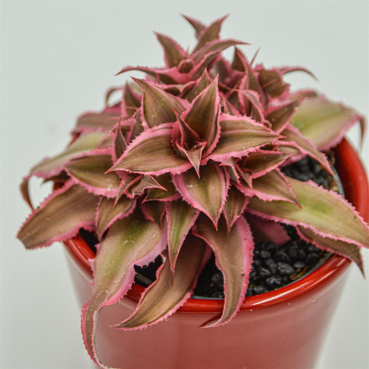 Cryptanthus bivittatus Pink Star - 6cm