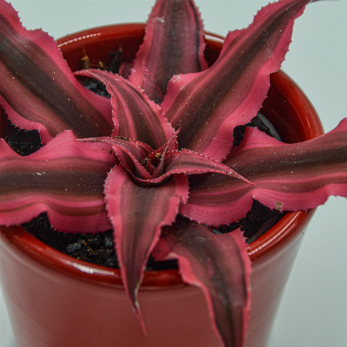 Cryptanthus bivittatus Super Pink - Online bestellen – PASIORA