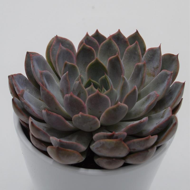 Echeveria Summer - 10,5cm