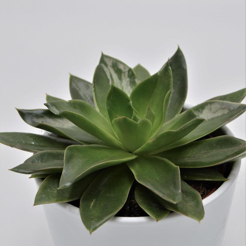 Echeveria Mexicana - 12cm