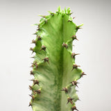 Euphorbia ingens marmorata - 17cm