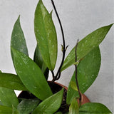 Hoya Publicalix - 12cm