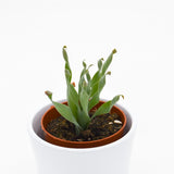 Cyrtanthus spiralis - 8,5cm